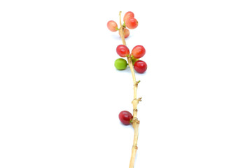 Coffee berries red on white background.
