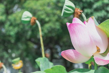 Pink lotus flowers with background blur