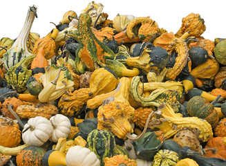 Colorful ornamental pumpkins, squash and gourds