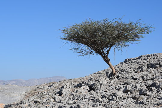 Boswellia Frankincense Tree, Musandam, Oman