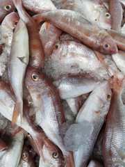 Fresh seafood at the wet market in Bangkok