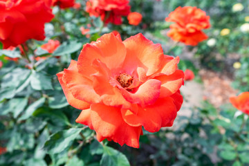 Beautiful orange rose in the garden
