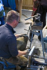 a man horseshoer changes horseshoes on a horse farm