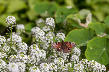 butterfly on white flowers