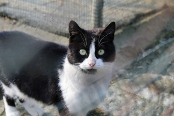 a cat kissed by the sun