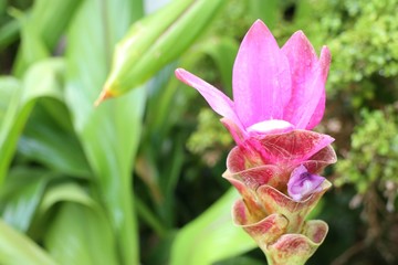 Siam tulip flowers in tropical