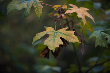 Selectively focused autumn leaf