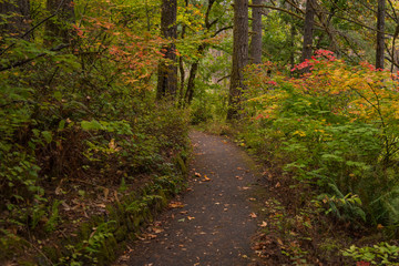 Autumn forest path 
