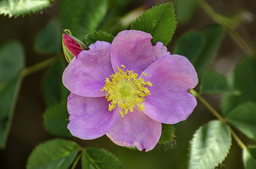 Wild Rose (Rosa californica), Sepulveda Basin Wildlife Reserve, Van Nuys, CA.