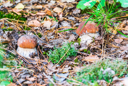 White mushrooms in the autumn foliage.