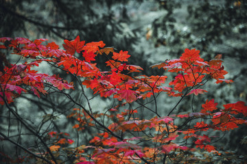 Intensely vibrant red autumn leaves