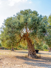 Olivenbaum (Olea europaea)