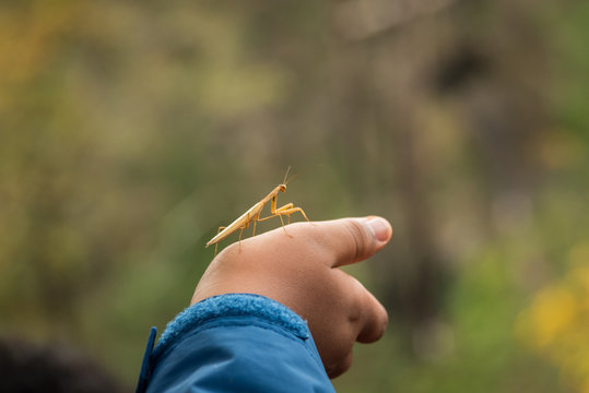 Praying mantis on hand