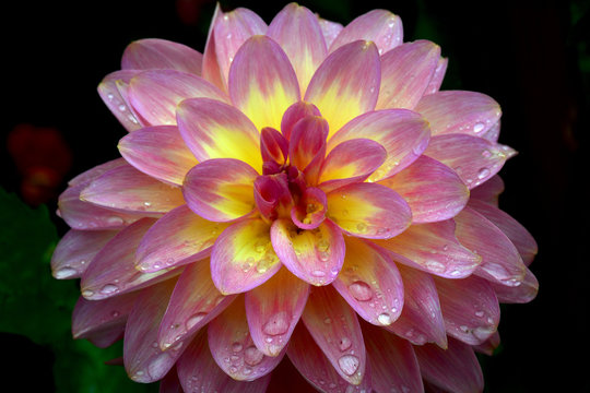 Close up of pink and yellow dahlia flower on black background