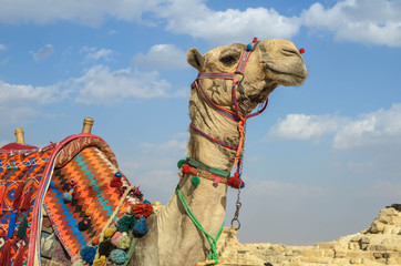 Camel in egyptian desert