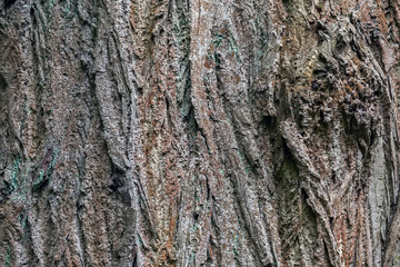 The texture of tree bark, old tree