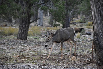 Grand Canyon Wildlife