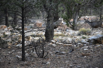 Grand Canyon Wildlife