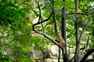 Monkey at Zhanjiajie forest