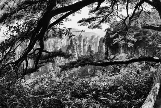 Fototapeta Zhangjiajie park in black & white