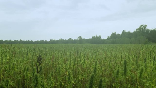 Cannabis field on Estonian farm.