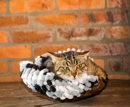 fotografia de gato, ensaio de gatinha