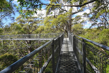 Tree Top Walk Walpole Nationalpark V