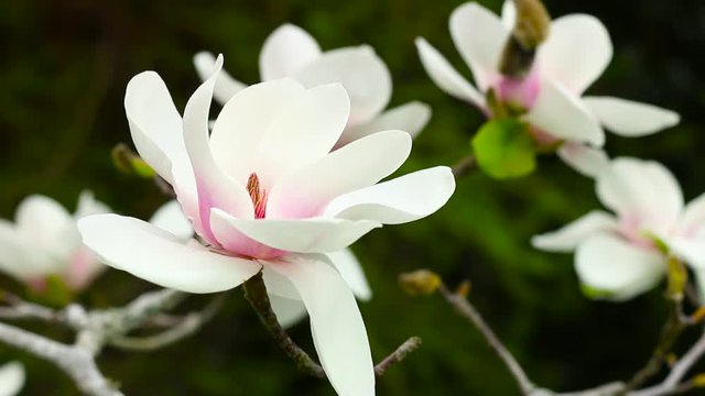 Close up of a beautiful white and pink magnolia flower in full bloom