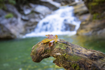 Herbst - Allgäu - Wasserfall - Blatt - Farben - Alpen
