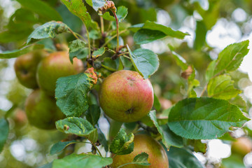 Apfel am Apfelbaum
