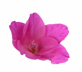 purple Gladiolus flower