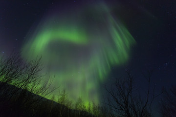 Aurora Over the winter forest, Yamal