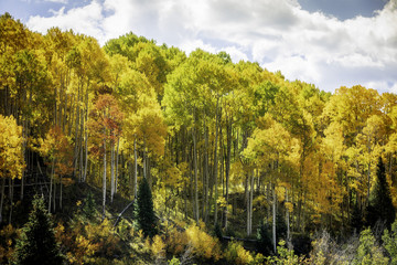 Aspen Trees