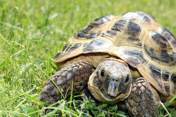 A Tortoise on green grass