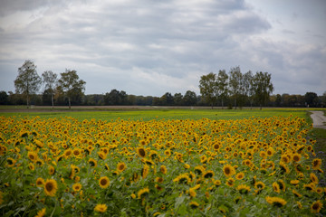 Sonnenblumenfeld mit wald