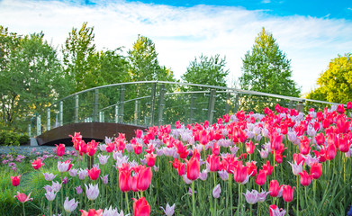 Blooming tulips in a sunny park. Stock photo.