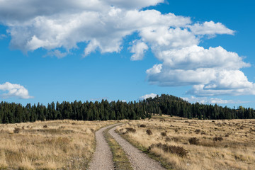 Fototapeta premium Narrow country dirt road with two tracks curving through a grassy meadow towards a pine and spruce forest under a bright blue sky with puffy white clouds in northern New Mexico