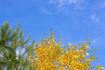 birch and pine in autumn against a background of clean blue sky