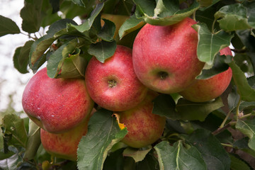 Cluster of big, ripe, red apples hanging between leaves on an apple tree
