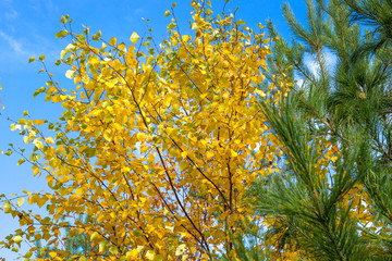 birch and pine in the fall against the blue sky