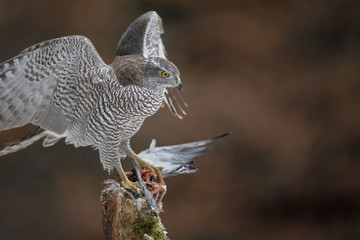 Wild female northern goshawk in Europe