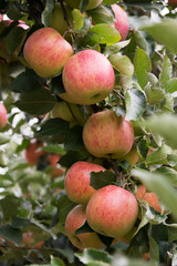 Cluster of ripe, red and yellow apples hanging between leaves on an apple tree