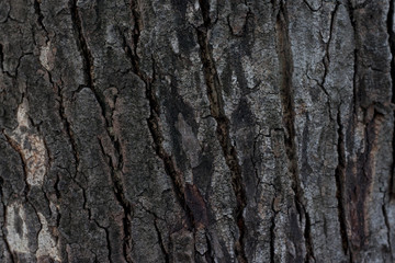 Focus of surface Wood crust or Tree for background and texture.