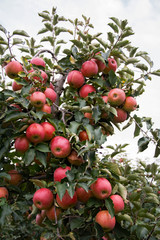 Apple tree with lots of ripe, red apple fruits