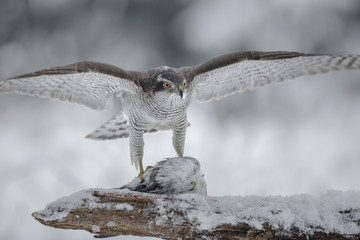 Norther goshawk on prey