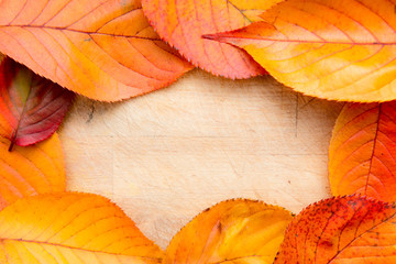 Fototapeta na wymiar Autumn background of leaves with space for a message