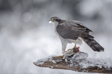Male goshawk holding his prey
