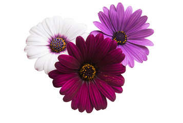 Osteosperumum Flower Daisy