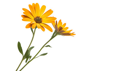 Osteosperumum Flower Daisy