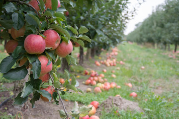 Orchard view with windfall of apples and a cluster of ripe red apples at the foreground